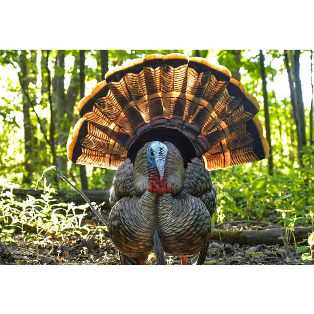 Turkey Decoy - Rugged Durable Body Standing Hunting Decoy